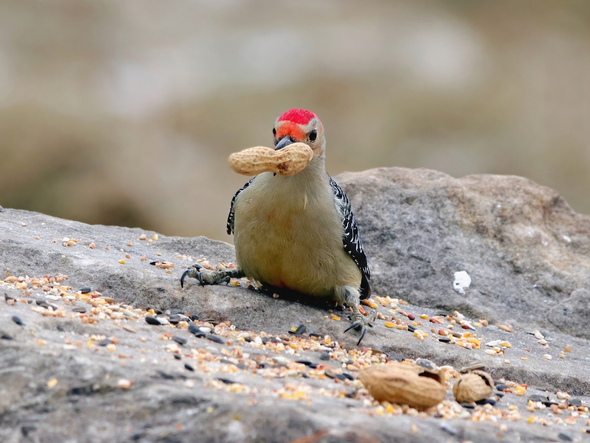 Red-bellied Woodpecker - ML333636271
