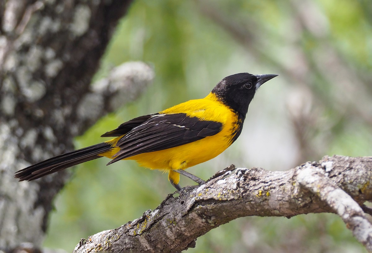 Audubon's Oriole - Andrew Spencer