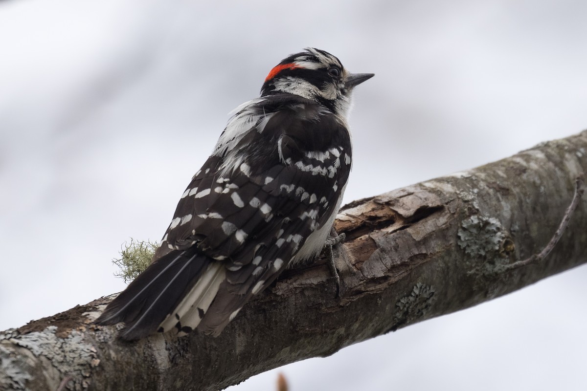 Downy Woodpecker - Lyall Bouchard