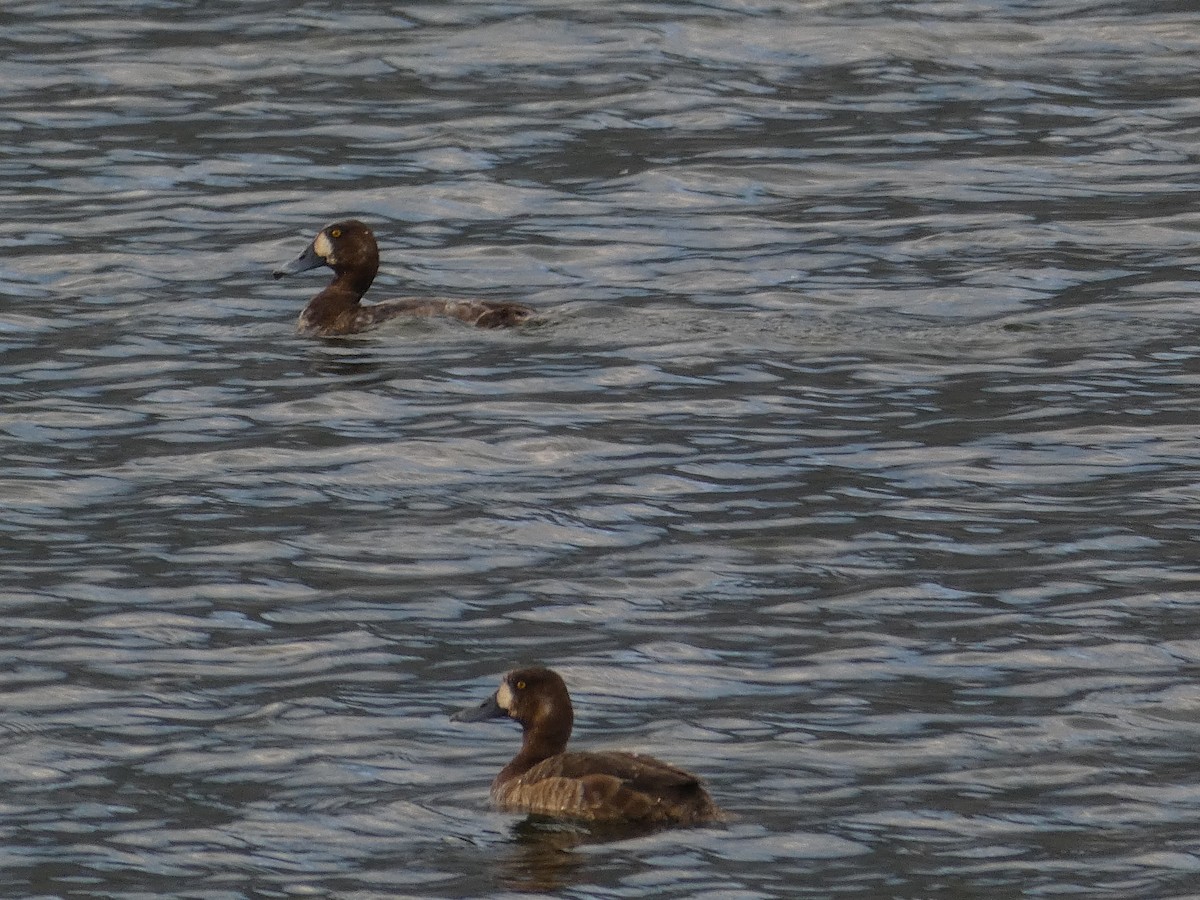 Greater Scaup - ML333637951