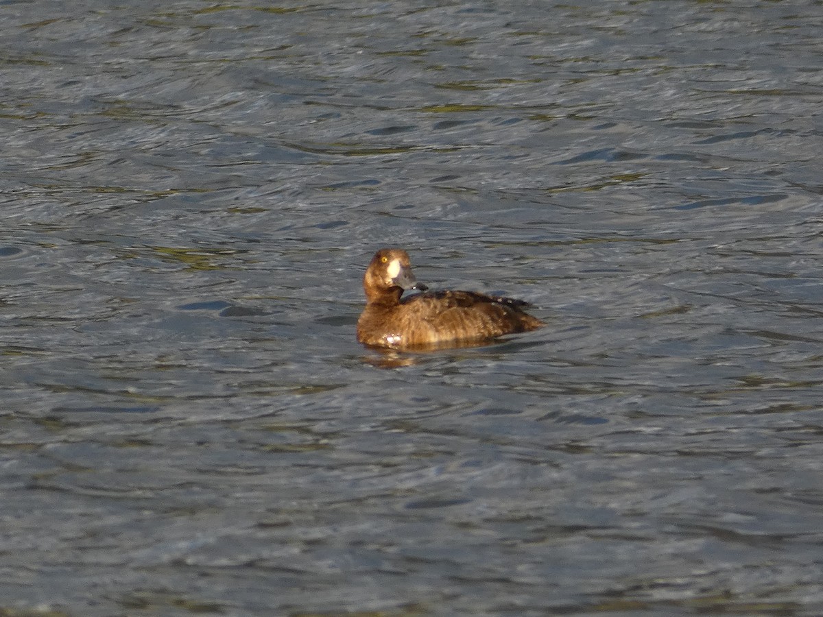 Greater Scaup - ML333637971