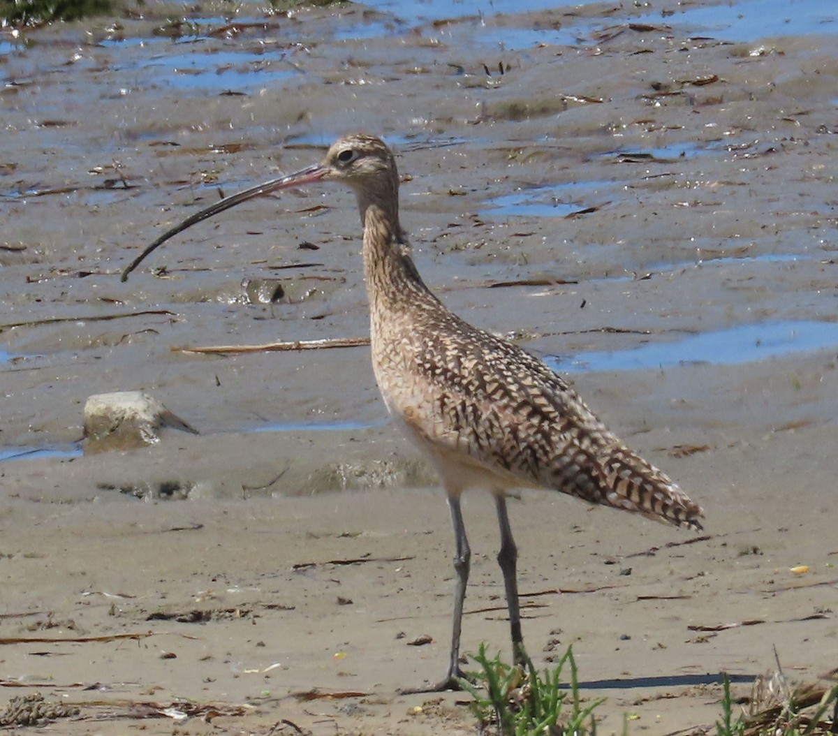 Long-billed Curlew - Diane Etchison