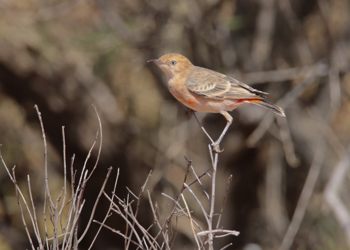 Crimson Chat - ML333638301