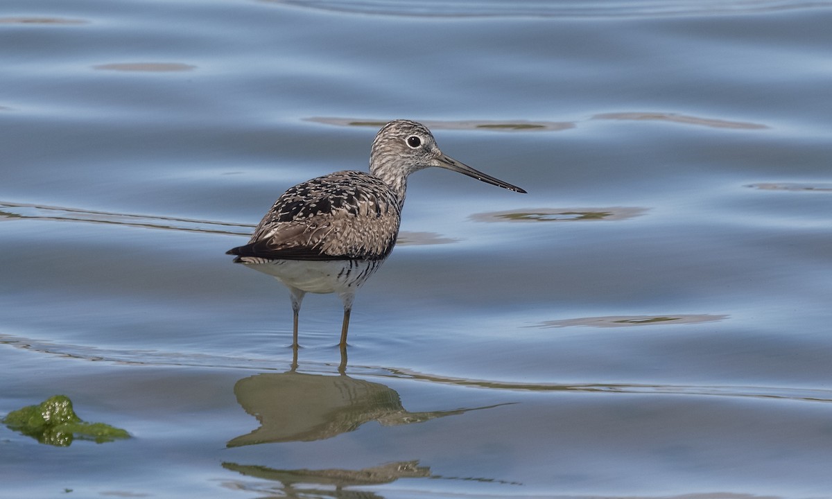 Greater Yellowlegs - ML333638511