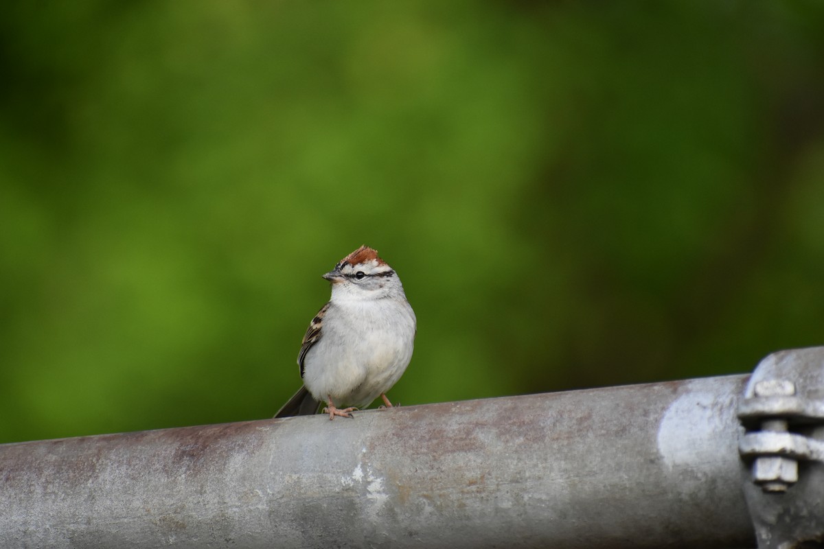 Chipping Sparrow - ML333639741