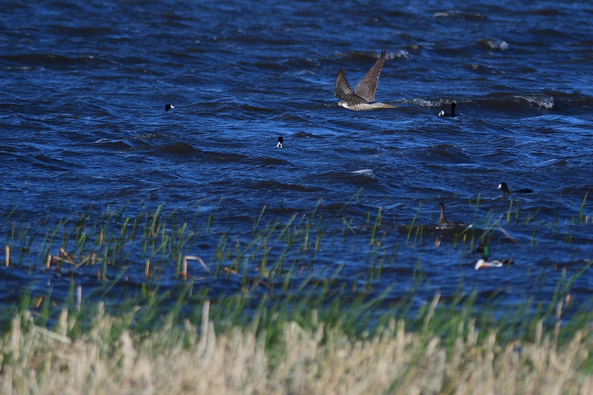 Peregrine Falcon - ML333639761