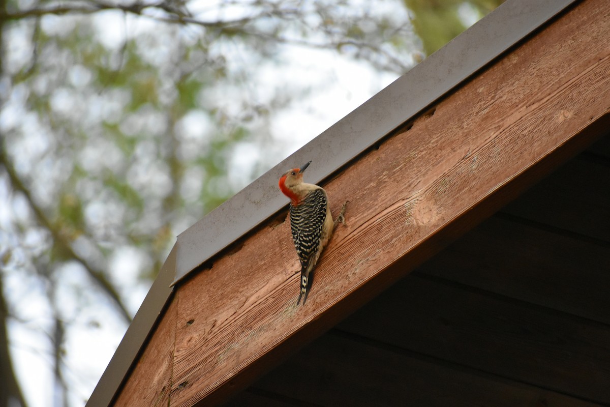 Red-bellied Woodpecker - ML333640431