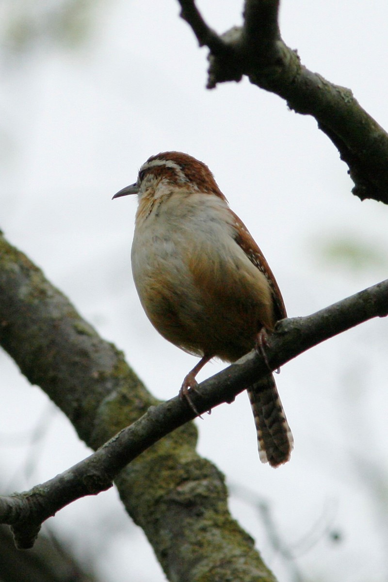 Carolina Wren - ML333640531
