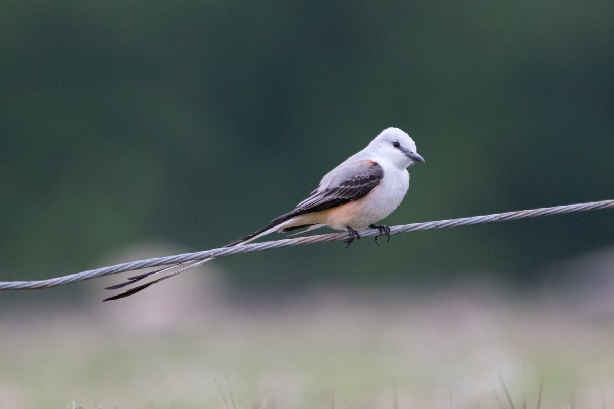 Scissor-tailed Flycatcher - ML333641161