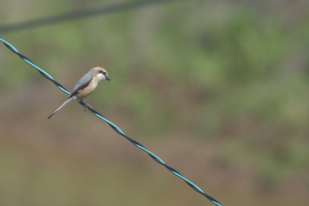 Brown Shrike - Anonymous