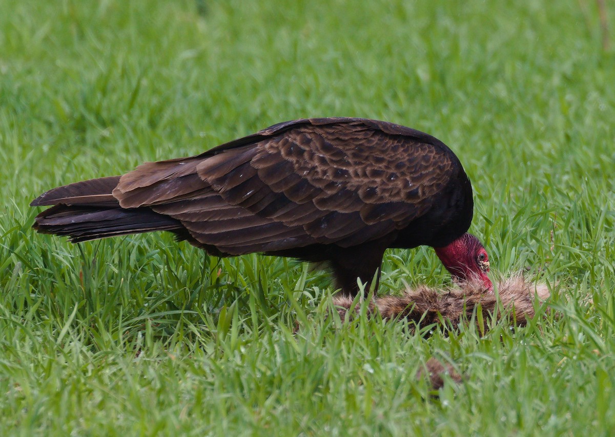 Turkey Vulture - Alex Mann