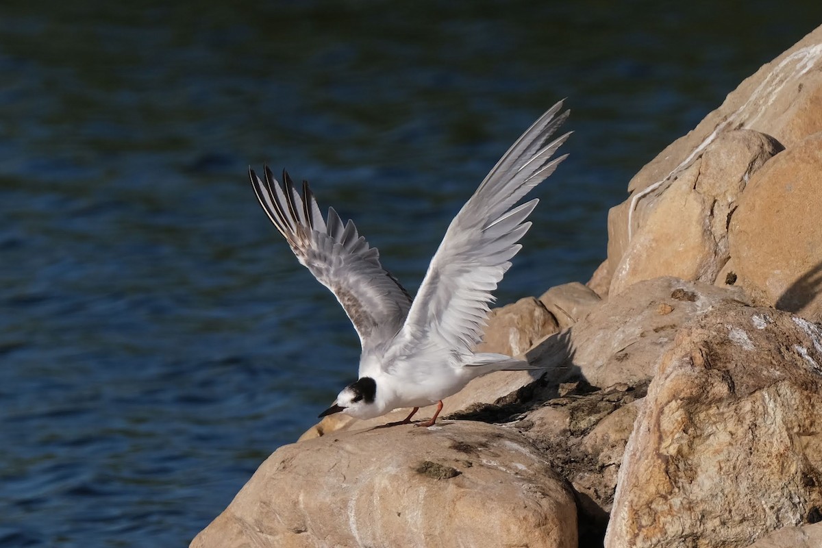 Common Tern - Emilie D