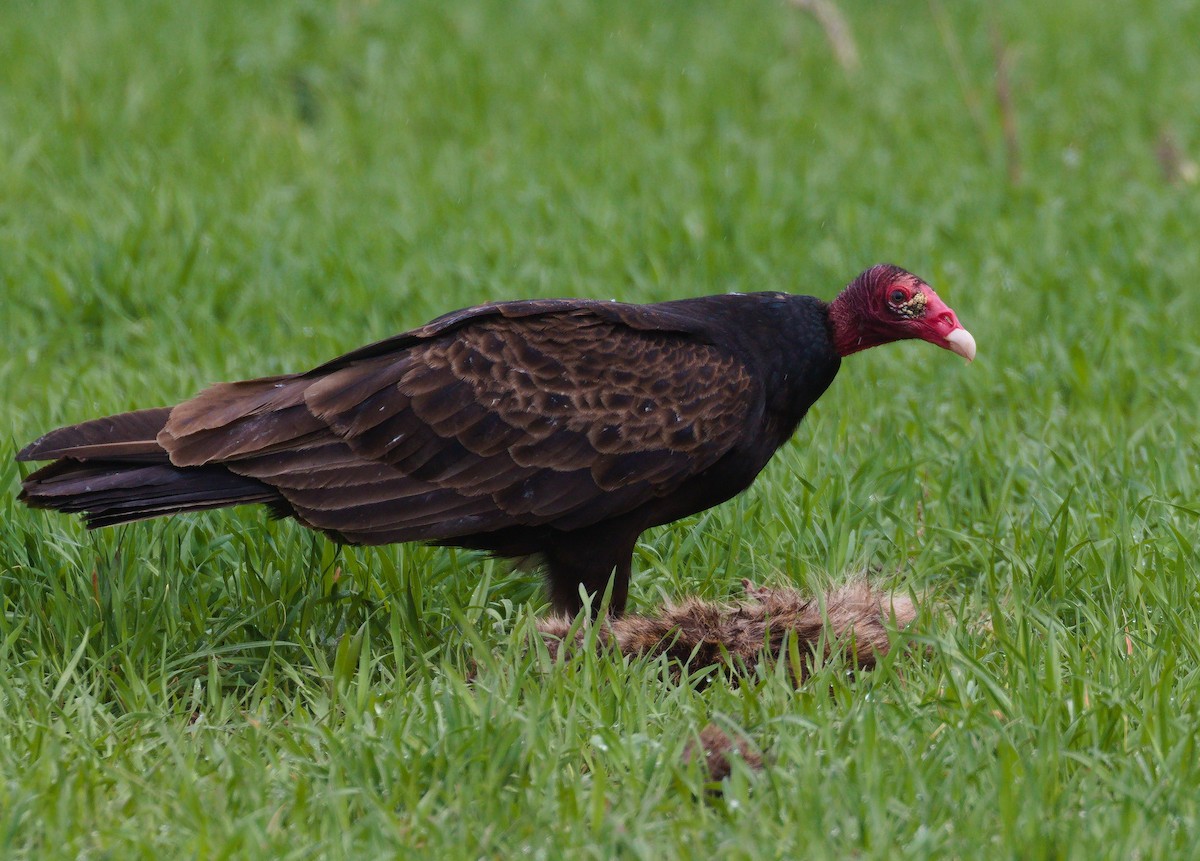 Urubu à tête rouge - ML333642111