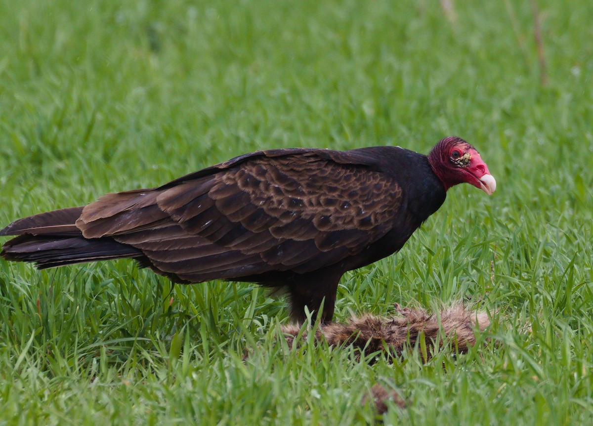 Urubu à tête rouge - ML333642141