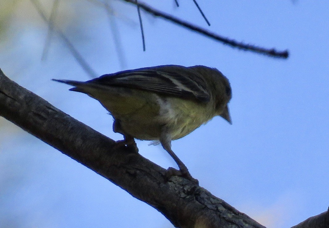 Lesser Goldfinch - ML333642201