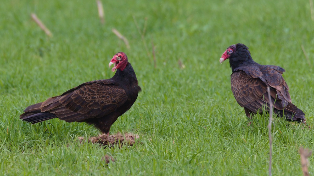 Turkey Vulture - ML333642211