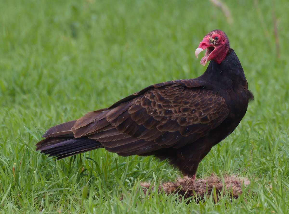 Turkey Vulture - Alex Mann