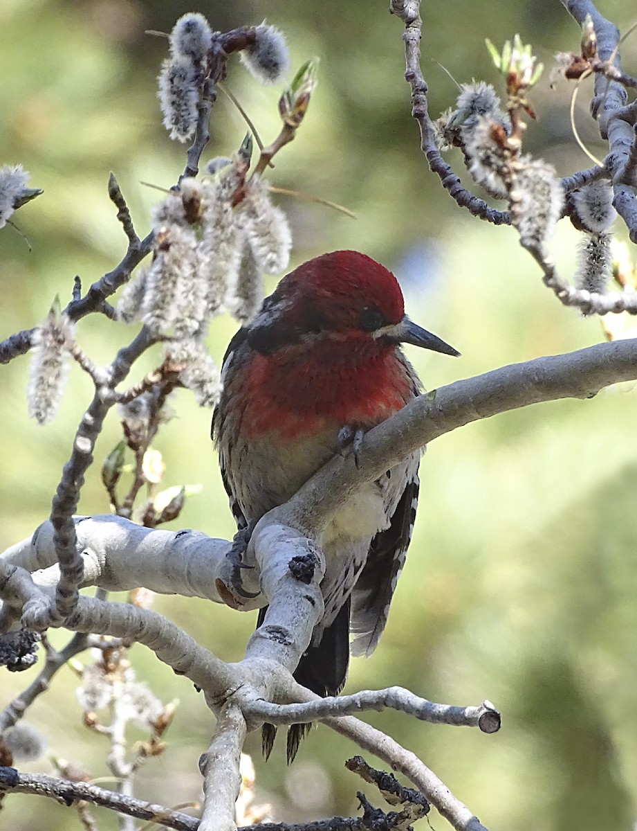 Red-breasted Sapsucker - ML333643031