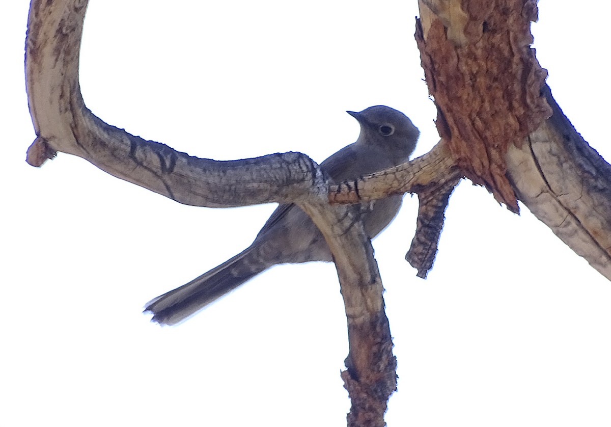 Townsend's Solitaire - ML333643191