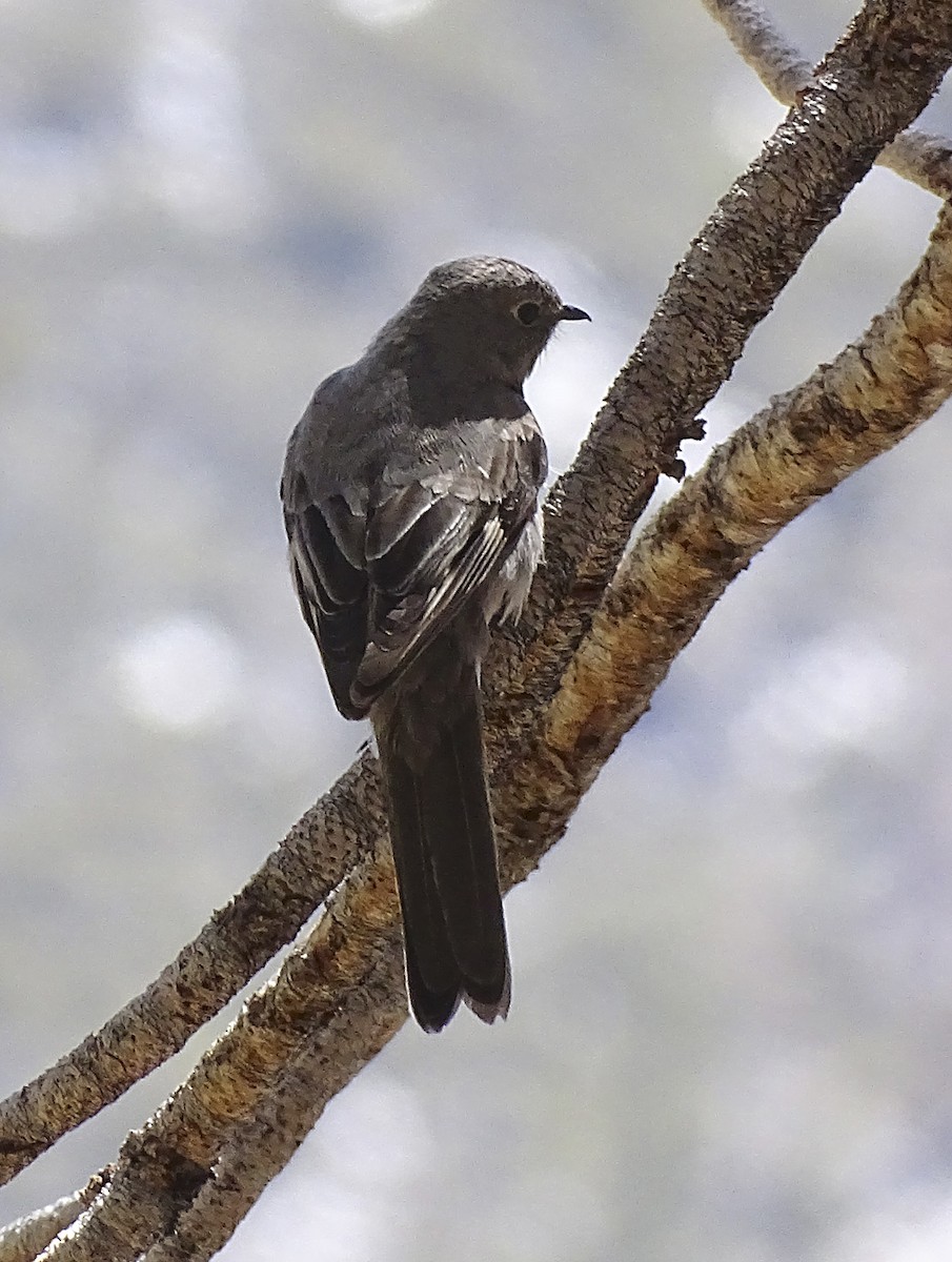Townsend's Solitaire - ML333643251