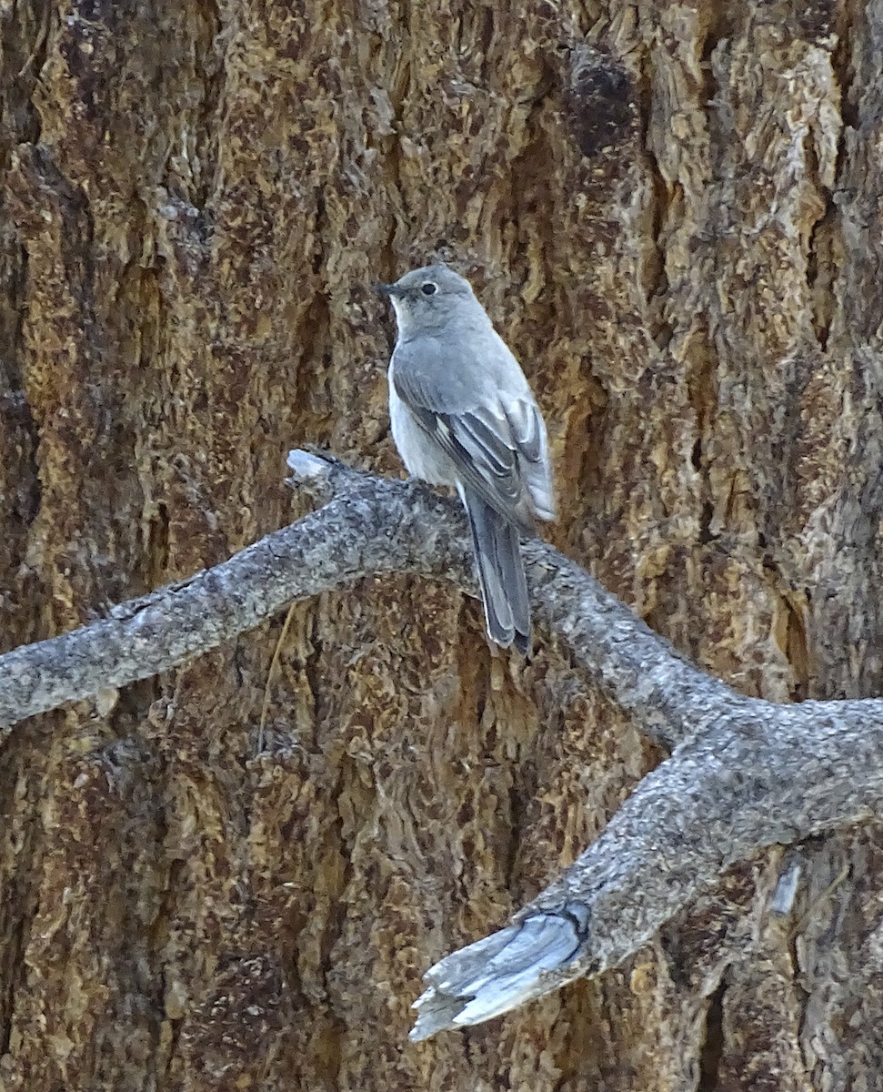 Townsend's Solitaire - ML333643261