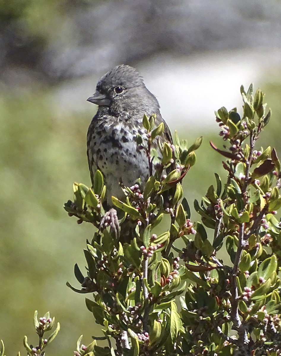 Fox Sparrow (Thick-billed) - ML333643331