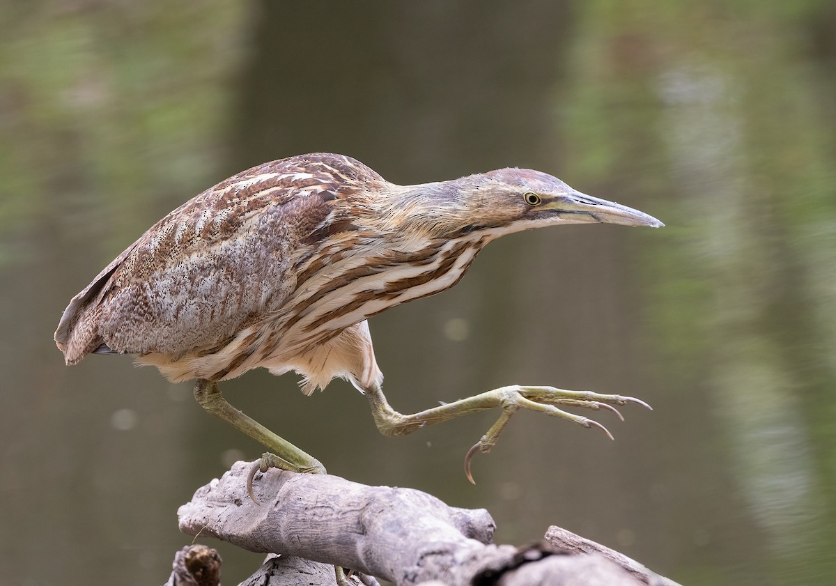 American Bittern - Ryan Jones