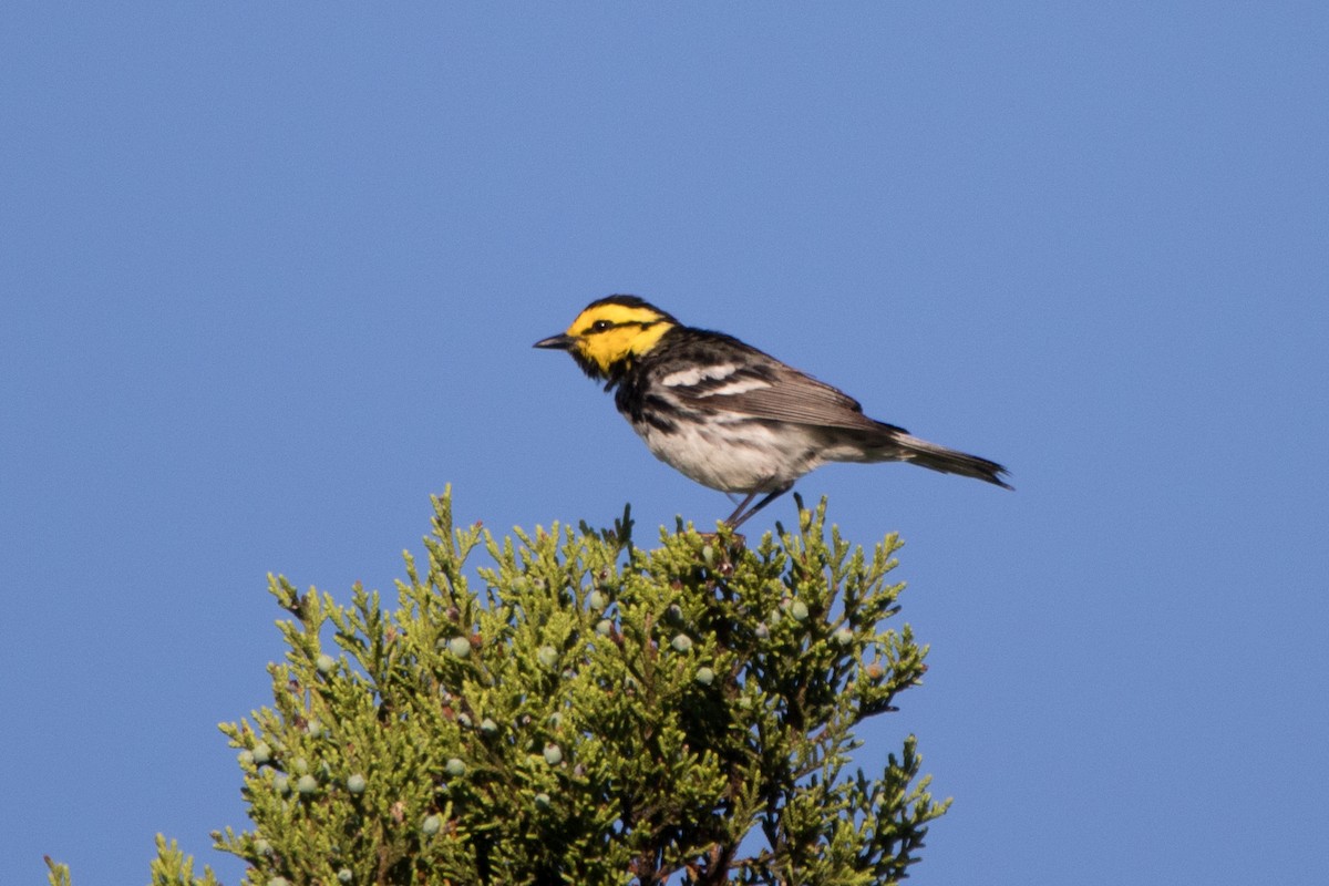 Golden-cheeked Warbler - ML333644941