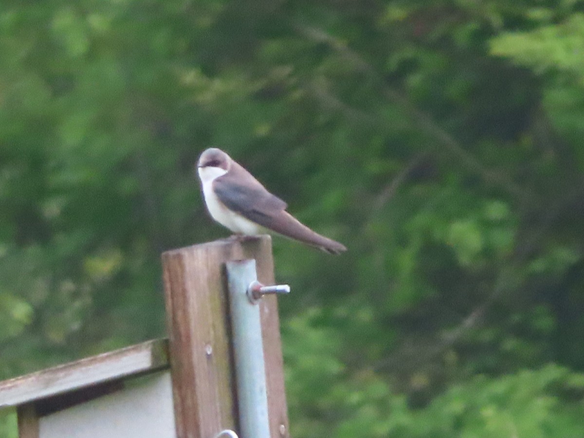 Tree Swallow - ML333645521