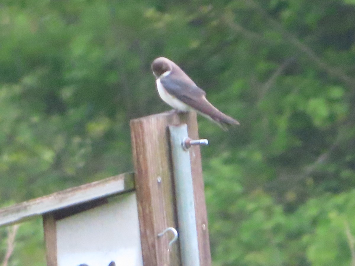 Tree Swallow - ML333645861