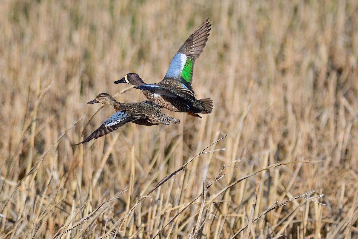 Blue-winged Teal - ML333646481