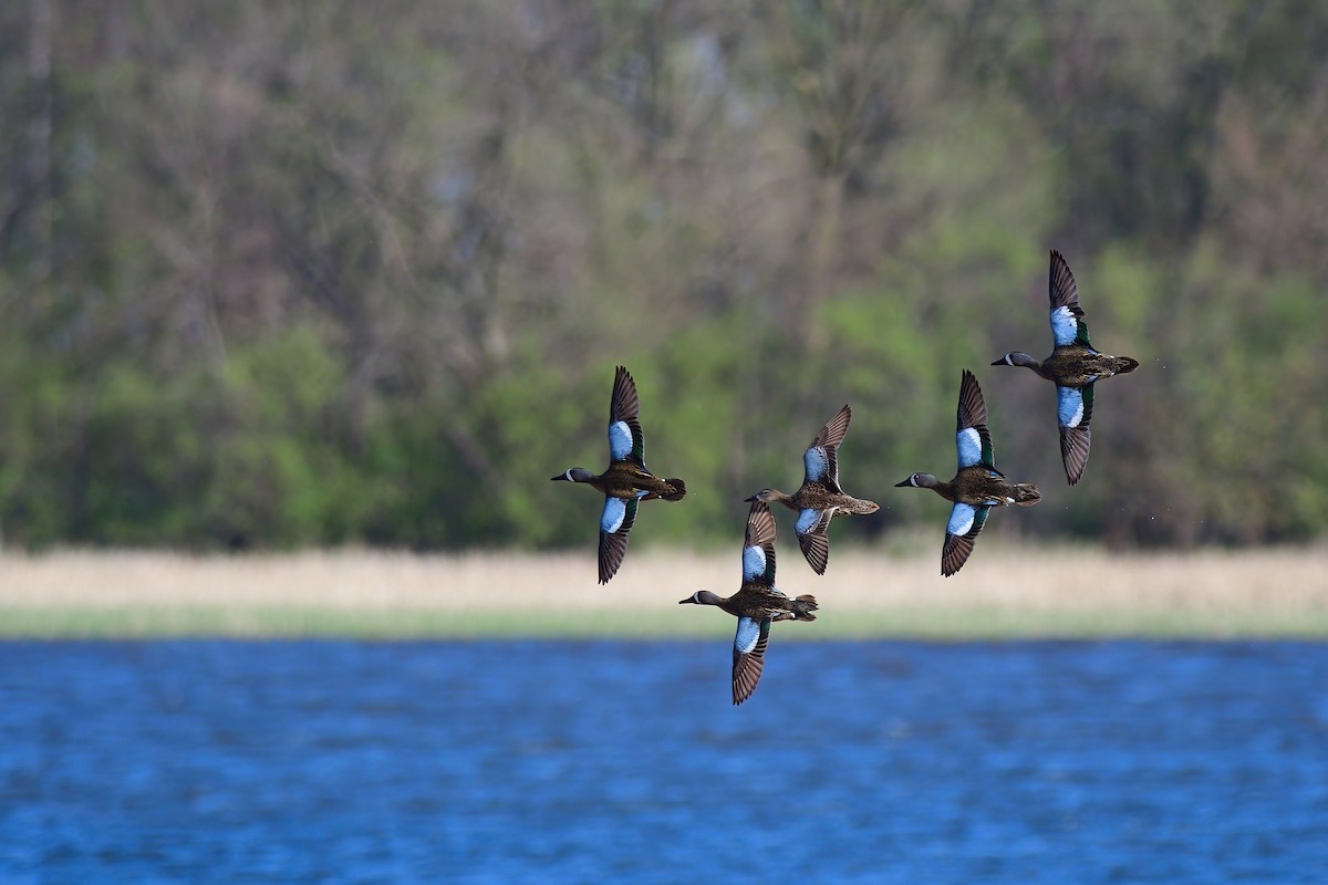 Blue-winged Teal - ML333646501