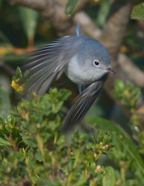 Blue-gray Gnatcatcher - Anonymous