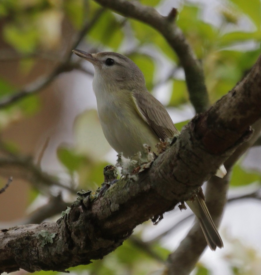 Warbling Vireo - ML333647121