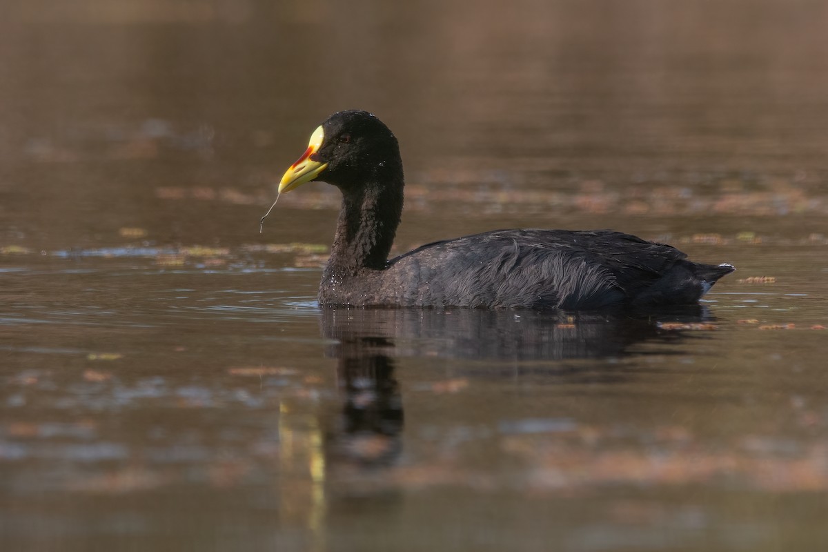 Red-gartered Coot - ML333647161