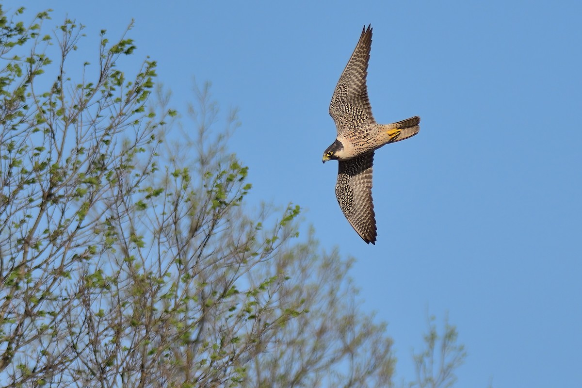 Halcón Peregrino - ML333647231