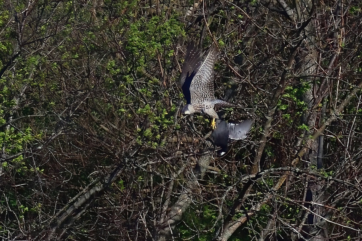 Peregrine Falcon - ML333647301