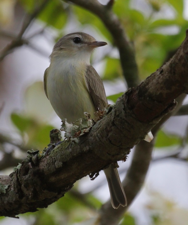 Warbling Vireo - ML333647321