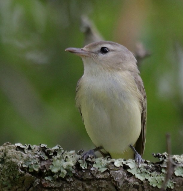 Warbling Vireo - ML333647381