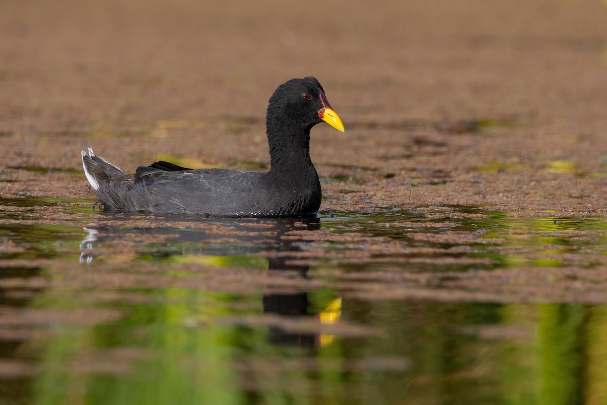 Red-fronted Coot - Pablo Re