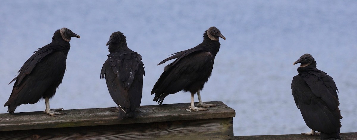 Black Vulture - ML333647721