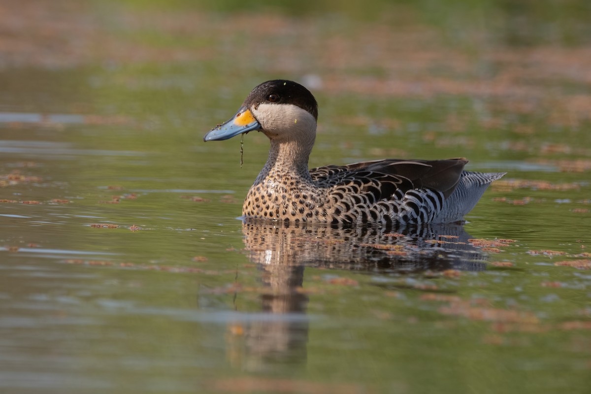 Silver Teal - Pablo Re