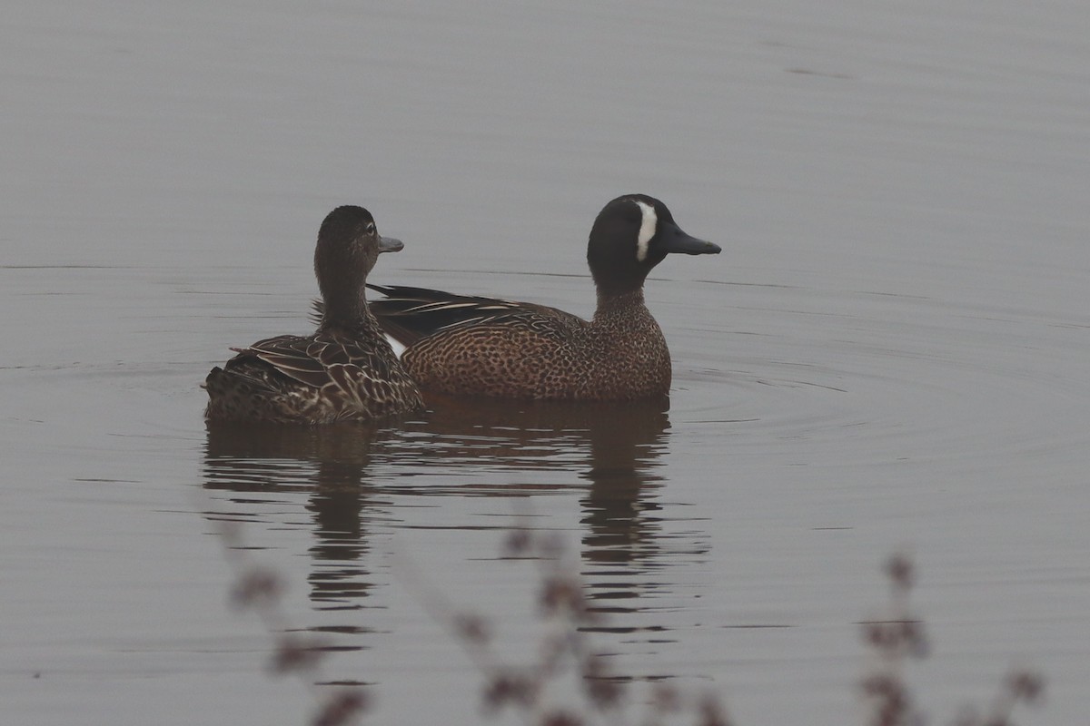 Blue-winged Teal - ML333650961