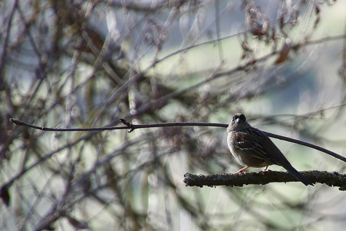 Golden-crowned Sparrow - ML333650981
