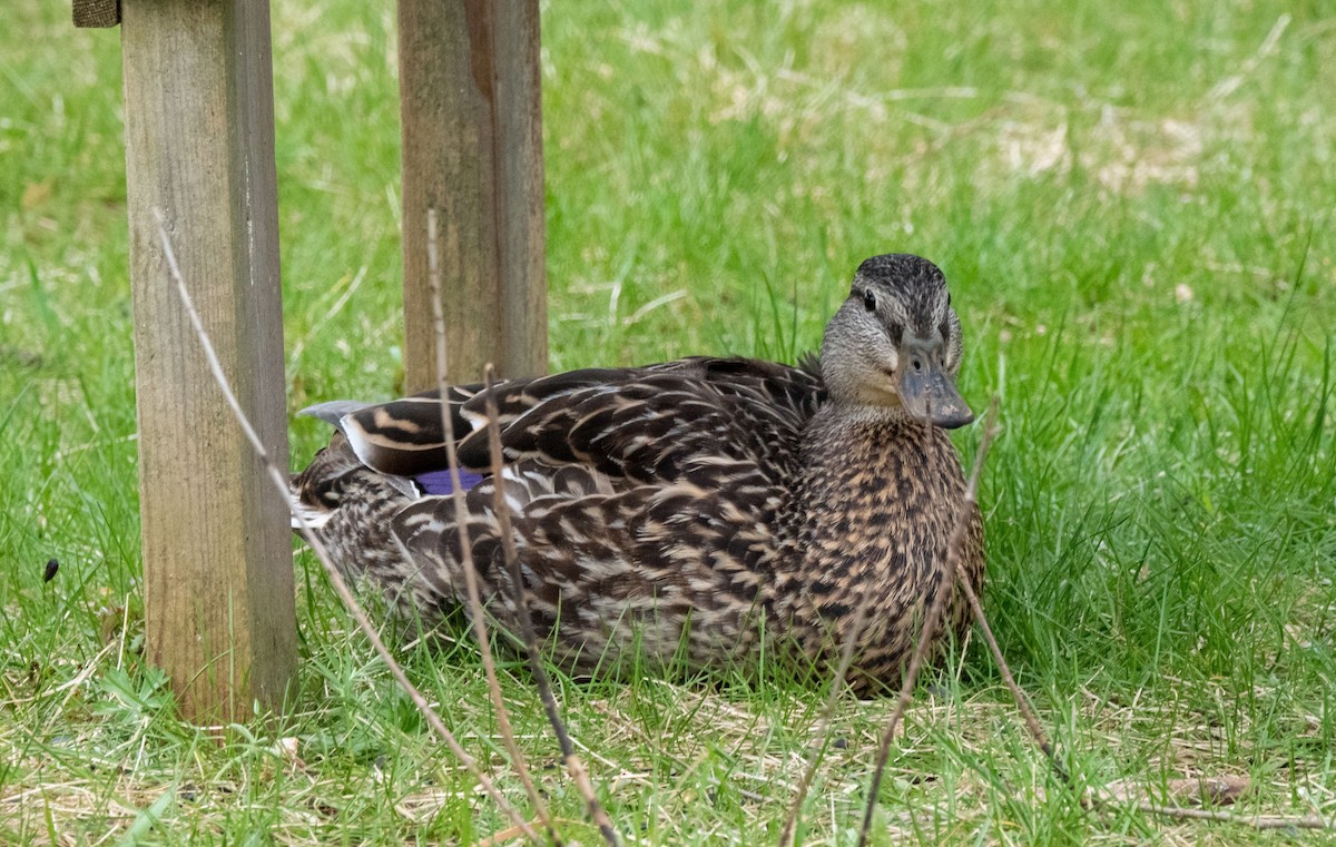 Canard colvert - ML333651431