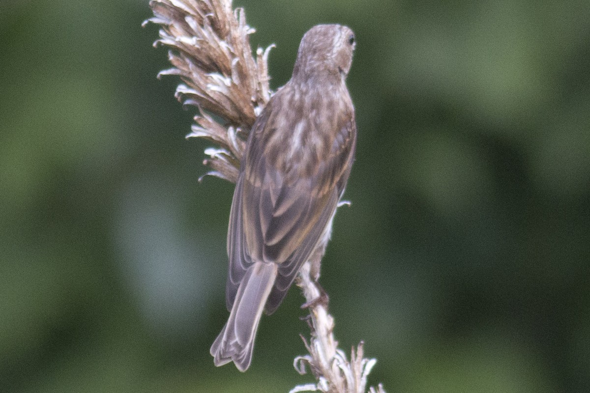 Purple Finch - ML33365251