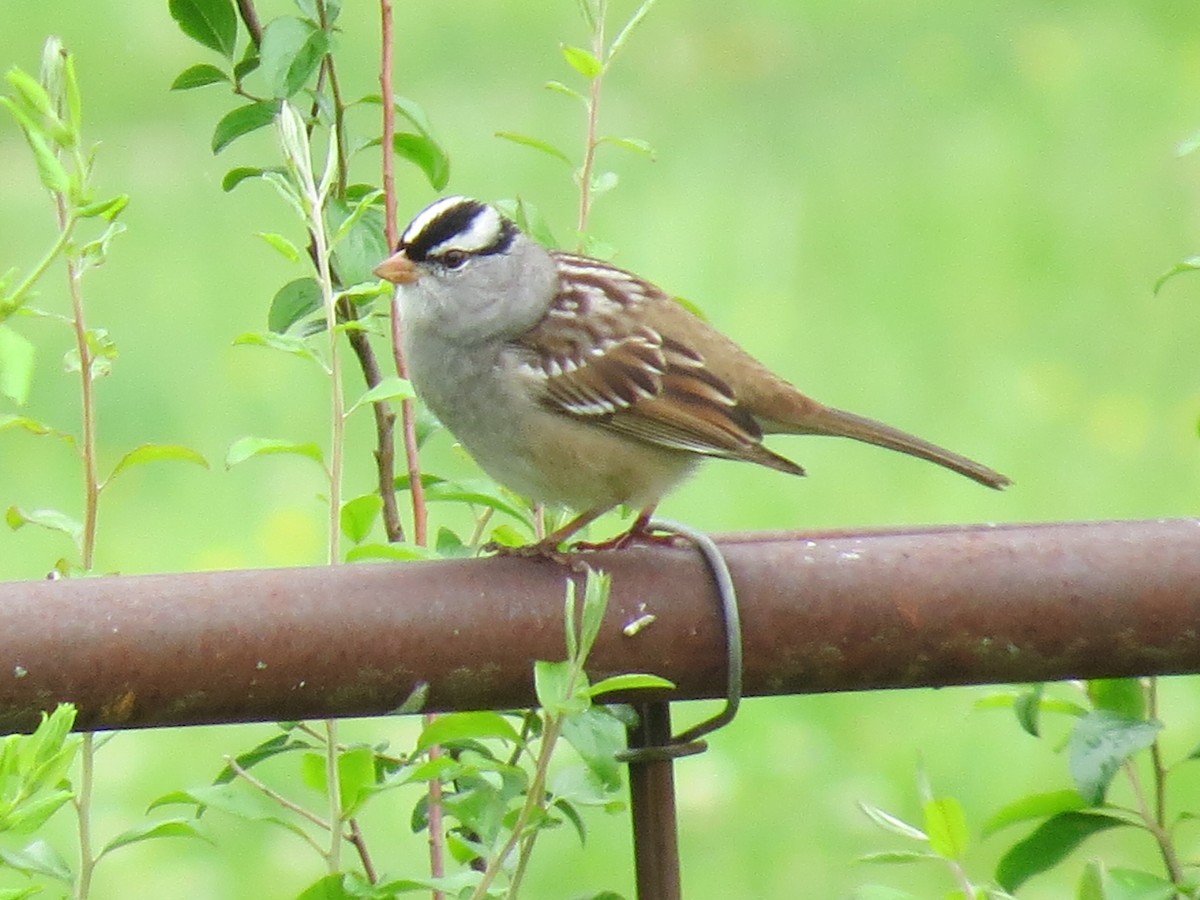 White-crowned Sparrow - ML333652691