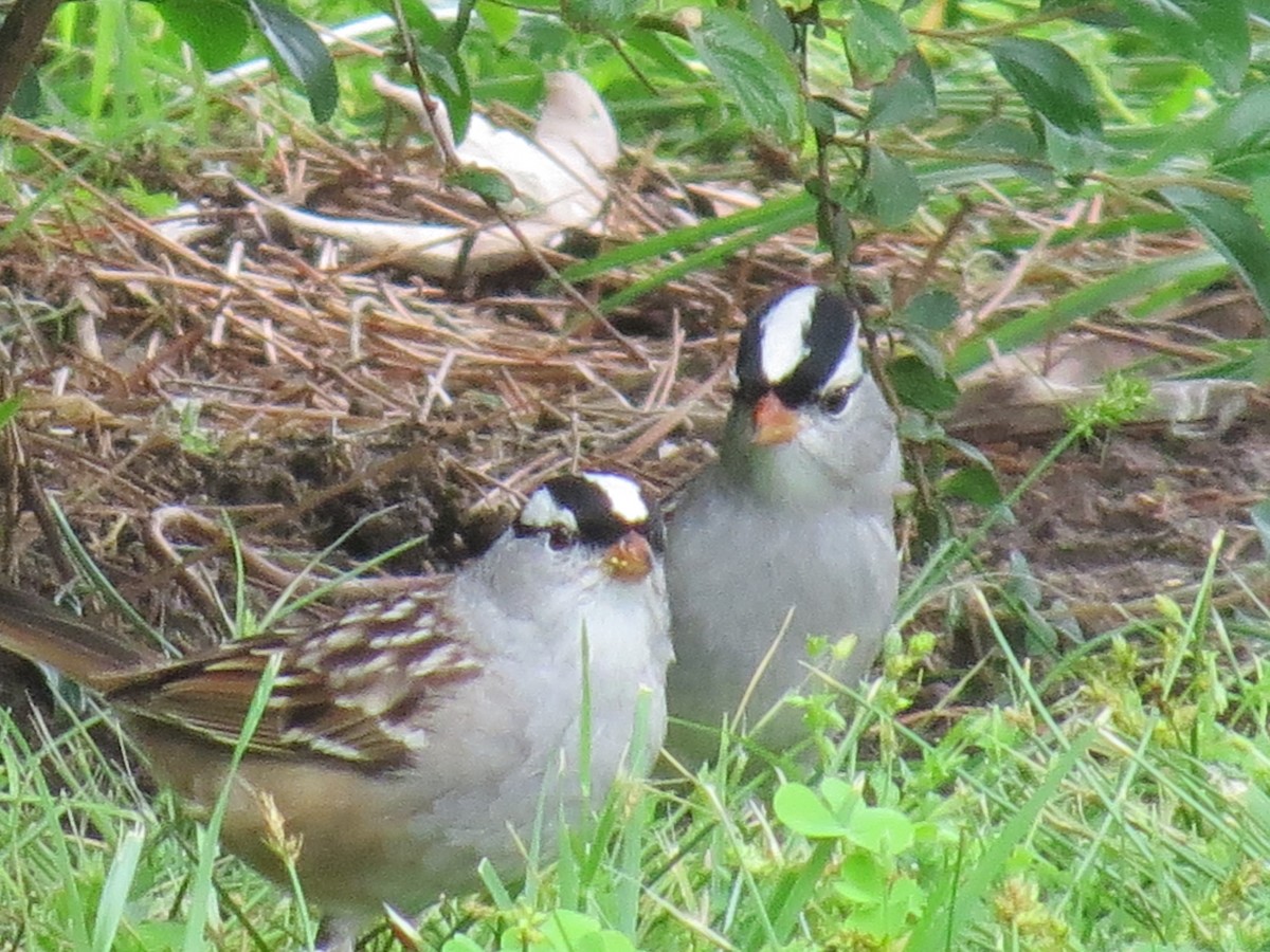 White-crowned Sparrow - ML333652921