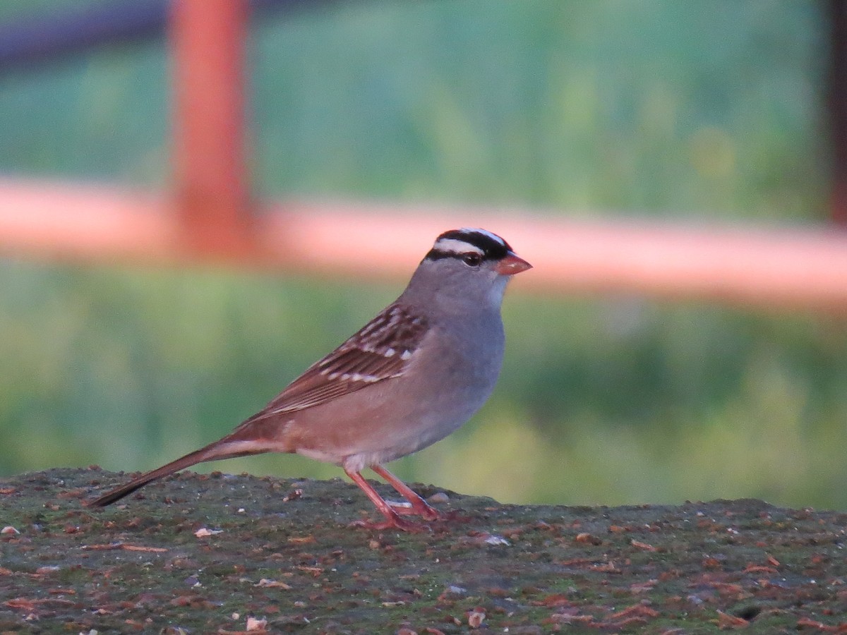 White-crowned Sparrow - ML333653181