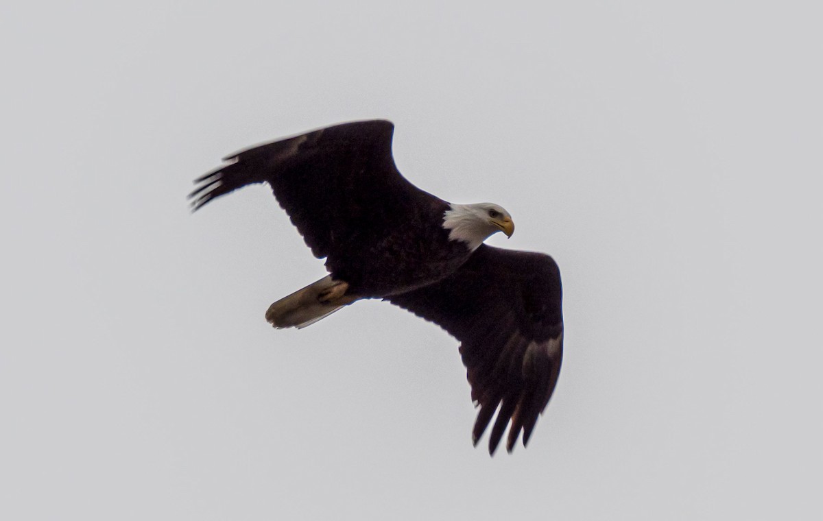 Weißkopf-Seeadler - ML333653411